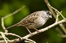 Golden-crowned Sparrow