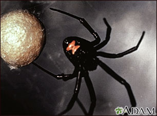 Black widow spider Black widow spider
