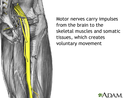 Motor nerves Motor nerves