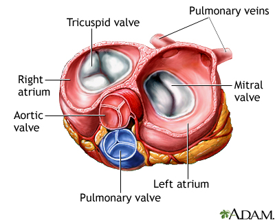 Heart valves - superior view Heart valves - superior view