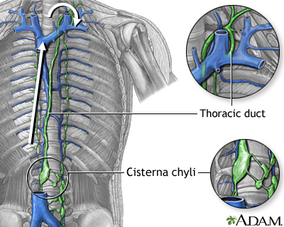 Circulation of lymph Circulation of lymph