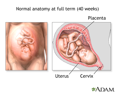 Vaginal birth - series - normal anatomy Vaginal birth - series - normal anatomy