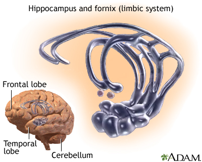 Limbic system Limbic system