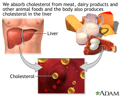 Cholesterol producers Cholesterol producers