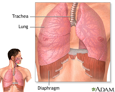 Diaphragm and lungs Diaphragm and lungs