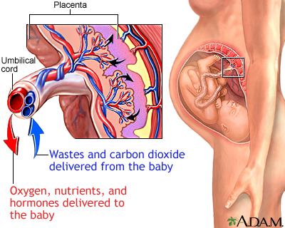 Placenta Placenta