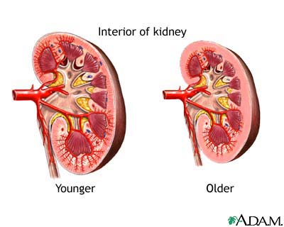 Changes in kidney with age Changes in kidney with age