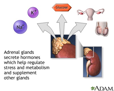 Adrenal gland hormone secretion Adrenal gland hormone secretion