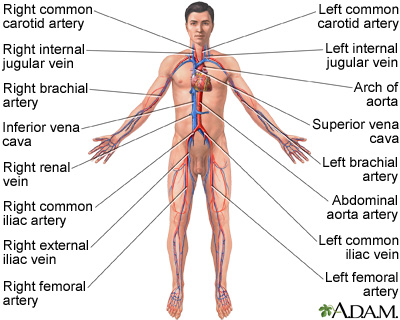 Circulatory system Circulatory system