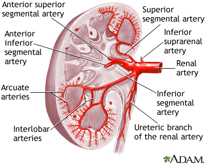Kidney blood supply