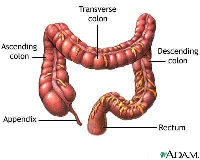 The large intestine The large intestine