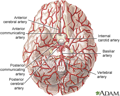 Arteries of the brain Arteries of the brain