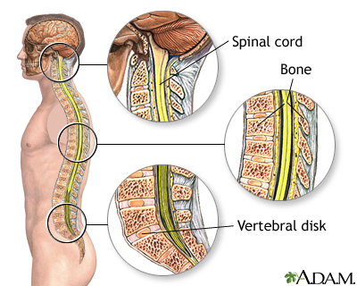 Spinal anatomy Spinal anatomy
