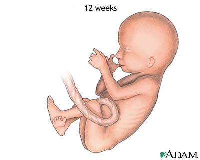 Fetus (12 weeks old) Fetus (12 weeks old)