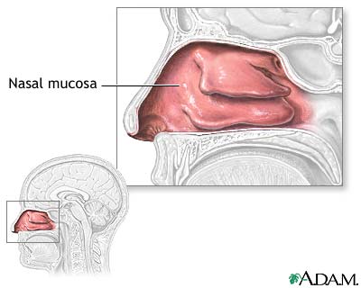 Nasal mucosa Nasal mucosa