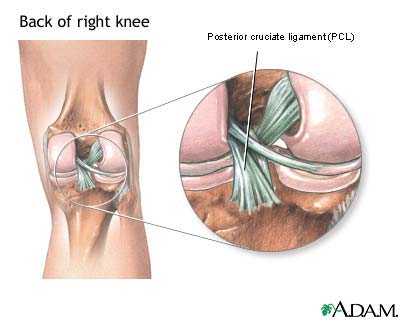 Posterior cruciate ligament of the knee Posterior cruciate ligament of the knee