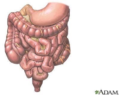 Gastrointestinal tract Gastrointestinal tract