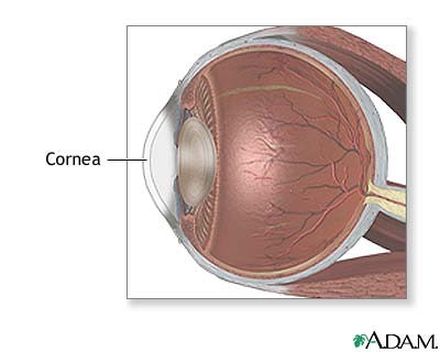 Cornea Cornea