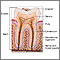 Tooth anatomy Tooth anatomy