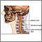Spinal surgery - cervical - series