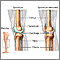 Knee joint