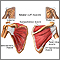 Rotator cuff muscles Rotator cuff muscles