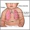 Lungs - infant Lungs - infant
