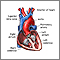 Normal heart anatomy (cut section) Normal heart anatomy (cut section)
