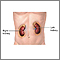 Kidneys Kidneys