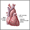 Anterior heart arteries Anterior heart arteries