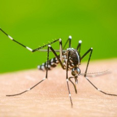 Dengue