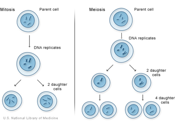 The cell division processes of mitosis and meiosis.