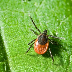 Tick Bites