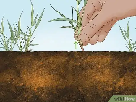 Image titled Add Compost to Plants Step 15