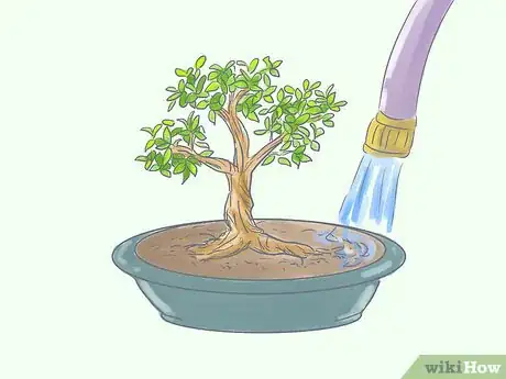 Image titled Care for Tiger Bark Ficus Bonsai Tree Step 7
