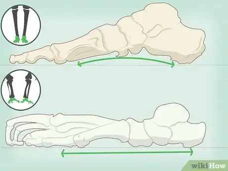 Image titled Identify Human Bones Step 9