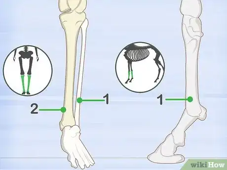 Image titled Identify Human Bones Step 12
