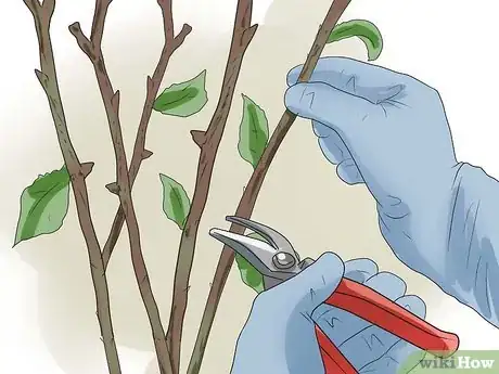 Image titled Properly Prune Roses in the Summer Step 6