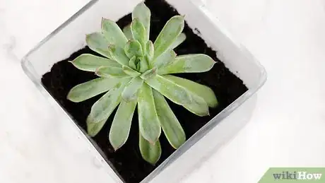 Image titled Arrange Flowers in a Square Vase Step 2