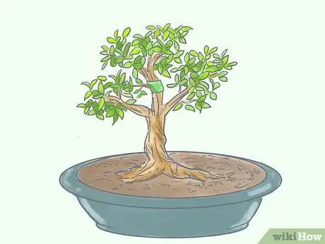 Image titled Care for Tiger Bark Ficus Bonsai Tree Step 13