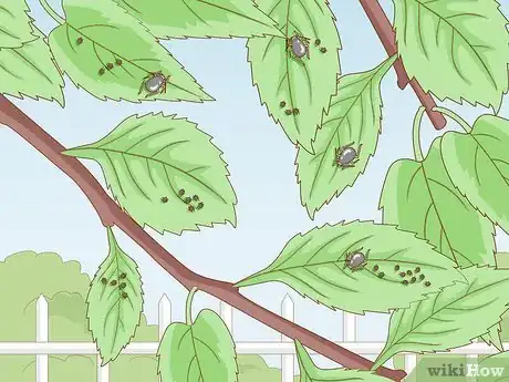Image titled Deal with Cherry Tree Pests Step 5