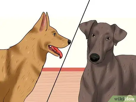 Image titled Adopt a Retired Police Dog Step 10