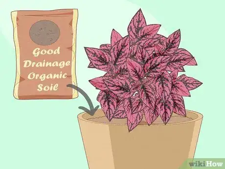 Image titled Care for Hypoestes Step 6