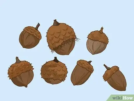 Image titled Identify Oaks by the Acorns Step 7