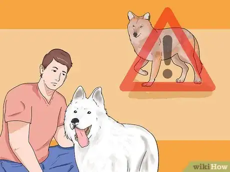 Image titled Keep Coyotes Away from Campsites or Homesteads Step 5