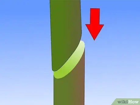 Image titled Graft Grape Vine Step 18