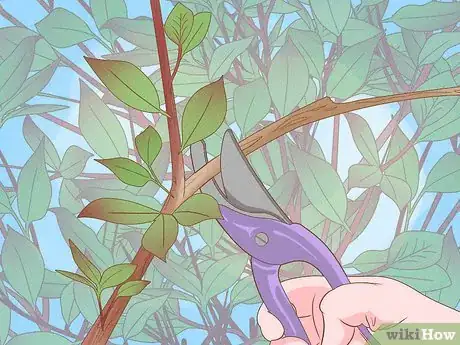 Image titled Prune Red Robin Step 4