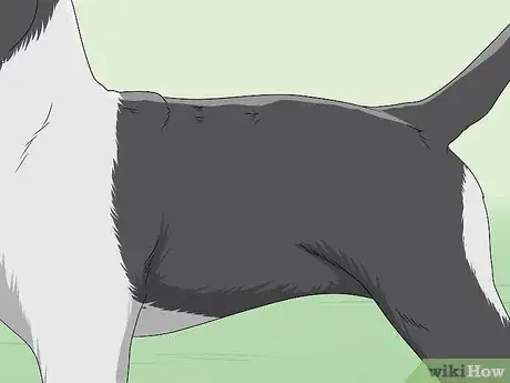 Image titled Identify a Pitbull Step 4