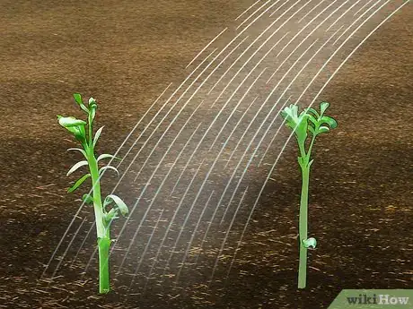 Image titled Grow Chickpeas Step 10