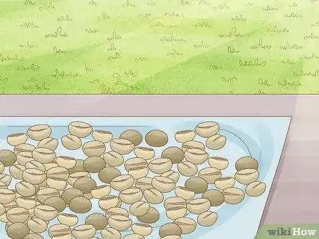 Image titled Harvest Coffee Beans Step 8